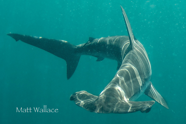 Shark Cage Diving Rhode Island Shark Cage Diving Rhode Island